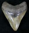 Serrated Megalodon Tooth - Savannah, Georgia #21723-1
